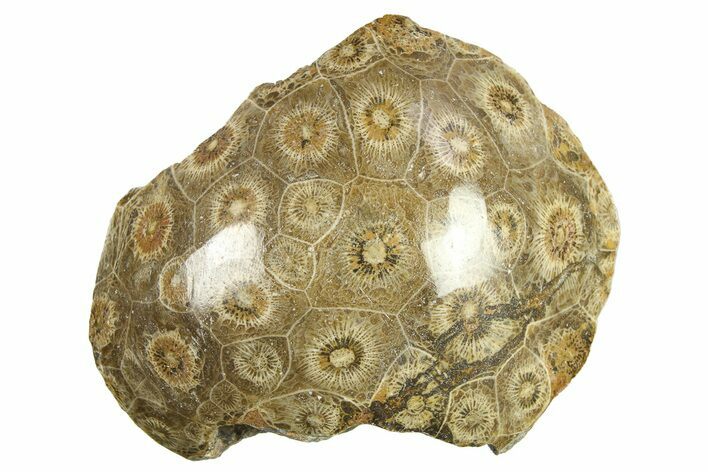 Polished Fossil Coral (Actinocyathus) Head - Morocco #276776